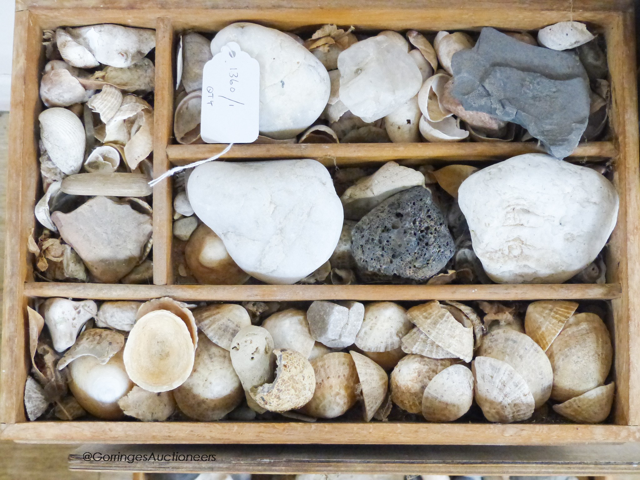 A quantity of fossils etc, in a display case